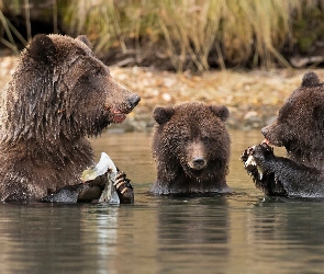 Niedźwiedzie, Rzeka, Trzy