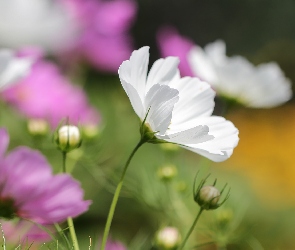 Kosmea, Kwiat, Biały