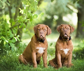 Dwa, Zieleń, Dog de Bordeaux, Las, Psy