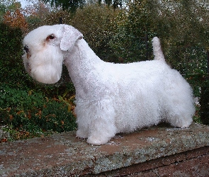 Sealyham Terrier, murek