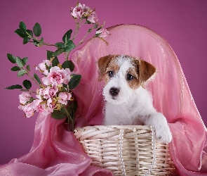 Szczeniak, Kwiatki, Kosz, Jack Russell terrier, Pies