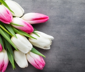 Białe, Tulipany, Różowe