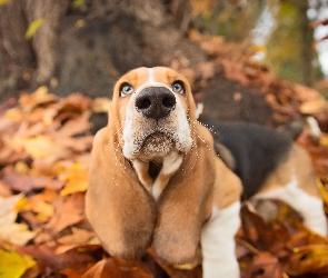 Basset hound, Liście, Pies