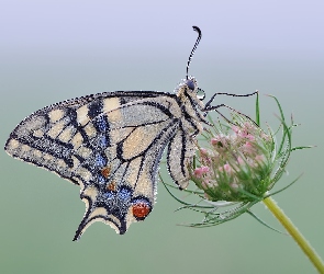 Paź królowej, Roślina, Motyl