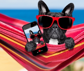 Pies, Śmieszne, Telefon, Selfie, Buldog francuski