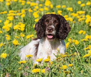 Springer spaniel angielski, Mniszek, Kwiaty, Łąka, Pies