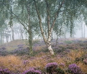 Brzozy, Drzewa, Park Narodowy Peak District, Mgła, Wrzos, Anglia, Wrzosowisko