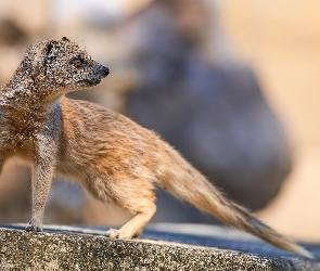 Mangusta lisia, Kamień, Mangustolisek afrykański