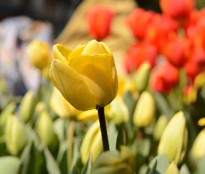 Tulipany, Rozmycie
