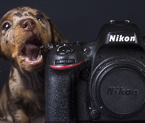 Nikon, Aparat fotograficzny, Jamnik krótkowłosy, Szczeniak
