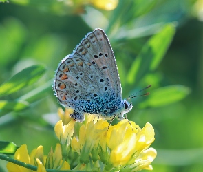 Motyl, Owad, Samica, Modraszek ikar