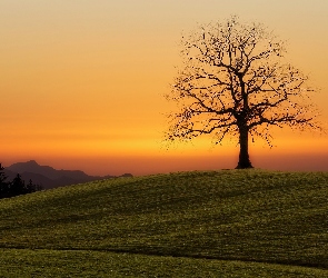 Drzewo, Zachód słońca, Pole