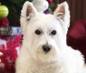 West highland white terrier, Świąteczne, Ozdoby, Mordka, Pies