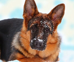 Pies, Mordka, Oczy, Śnieg, Smutek, Owczarek niemiecki