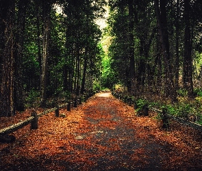Stan Kalifornia, Stany Zjednoczone, Ogrodzenie, Droga, Las, Drzewa, Park Narodowy Yosemite