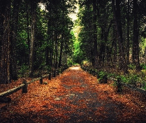 Stan Kalifornia, Stany Zjednoczone, Ogrodzenie, Droga, Las, Drzewa, Park Narodowy Yosemite