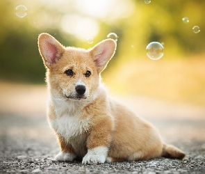 Szczeniak, Bańki, Welsh corgi pembroke