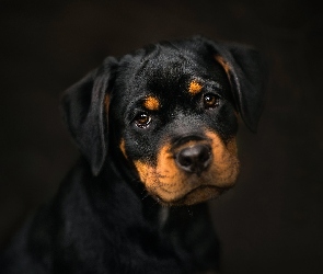 Rottweiler, Czarne tło, Szczeniak