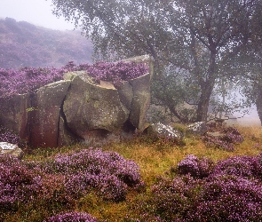 Park Narodowy Peak District, Wrzosowisko, Anglia, Mgła, Drzewa, Jesień, Skały, Wrzos