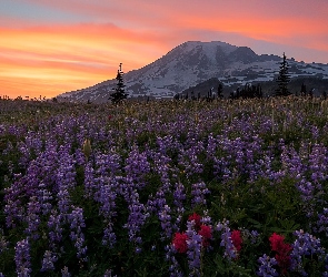 Góry, Stan Waszyngton, Stany Zjednoczone, Łubin, Łąka, Niebo, Kwiaty, Stratowulkan Mount Rainier