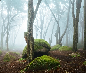 Park Narodowy Sintra-Cascais, Portugalia, Mgła, Omszałe, Kamienie, Głazy, Las