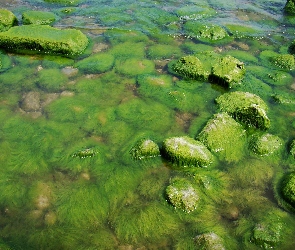 Glony, Kamienie, Gdynia Orłowo