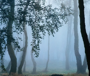 Las, Mgła, Liście, Drzewa