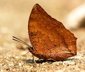 Piasek, Charaxes marmax, Brązowy, Motyl