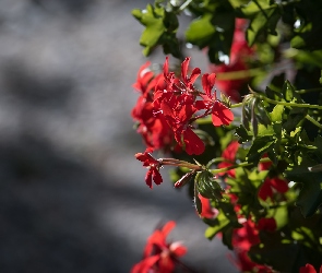 Pelargonia, Światło, Kwiaty