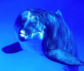 Delfin, Woda, Niebieska
