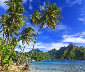Palmy, Góry, Polinezja Francuska, Francja, Ocean, Wyspa Moorea