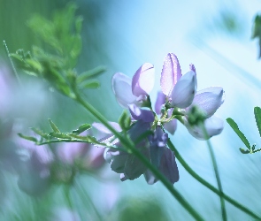 Liliowy, Kwiat, Cieciorka pstra
