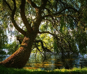 Wierzba, Przebijające światło, Jezioro, Gałęzie, Drzewo