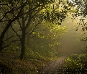 Dróżka, Mgła, Las