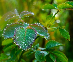Krople, Rosa, Liście