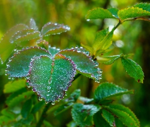 Liście, Rosa, Krople