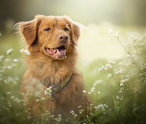 Retriever z Nowej Szkocji, Przymiotno, Kwiaty, Mordka, Pies