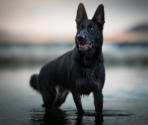 Pies, Woda, Czarny owczarek niemiecki