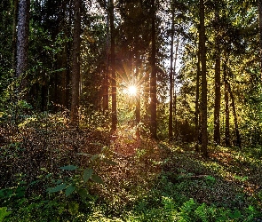 Promienie słońca, Rośliny, Las, Drzewa