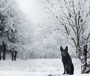 Pies, Drzewa, Zima, Czarny owczarek niemiecki