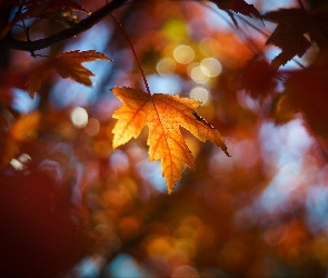 Liście, Klon, Jesień, Drzewo