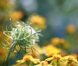 Roślina, Łąka, Dzika Marchew