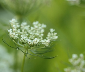 Rośliny, Kwiaty, Marchew dzika, Białe