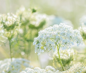 Łąka, Kwiaty, Dzika marchew, Białe