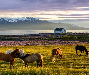 Dom, Wrzosy, Fiord Skagafjordur, Islandia, Konie, Łąka