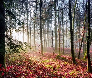 Liście, Drzewa, Las, Przebijające światło