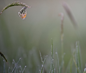 Krople, Trawa, Motyl, Zorzynek rzeżuchowiec