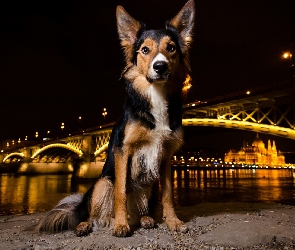 Pies, Oświetlenie, Most, Noc