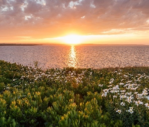Morze - Ocean Atlantycki, Nowa Szkocja, Kanada, Rośliny, Kwiaty, Brzeg, Złocień, Zachód słońca