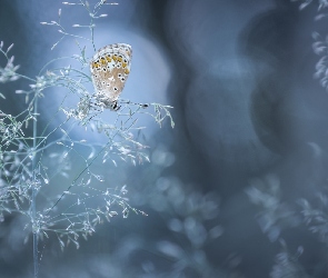 Trawa, Bokeh, Modraszek ikar, Motyl, Źdźbło